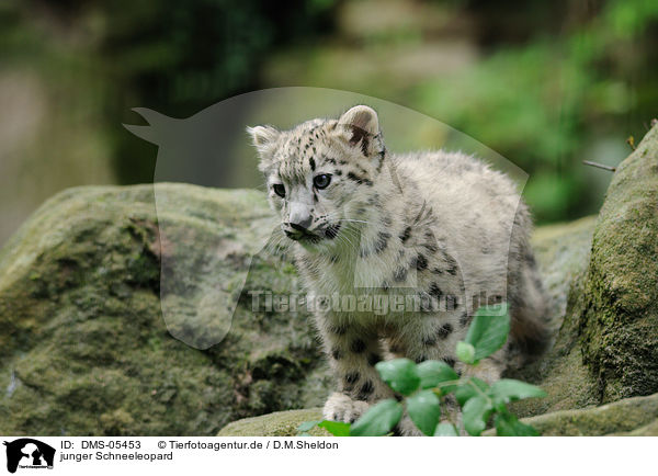 junger Schneeleopard / young snow leopard / DMS-05453