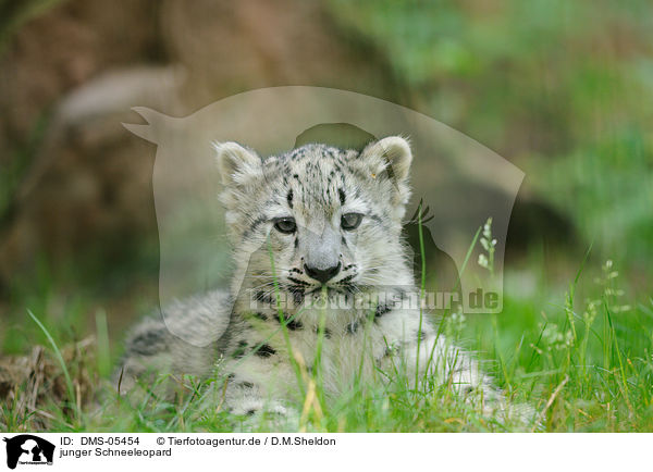 junger Schneeleopard / young snow leopard / DMS-05454