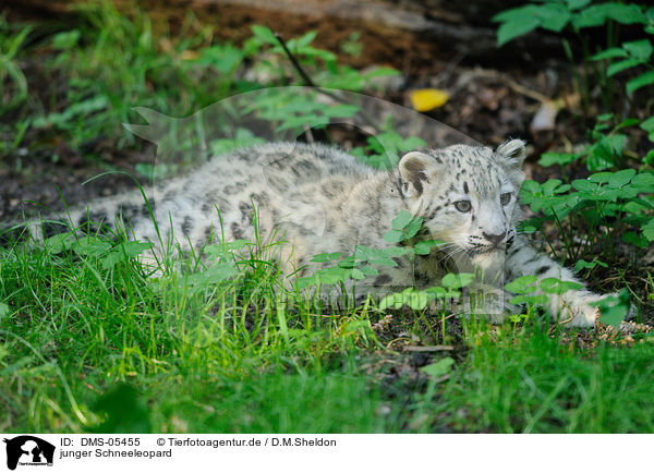 junger Schneeleopard / young snow leopard / DMS-05455