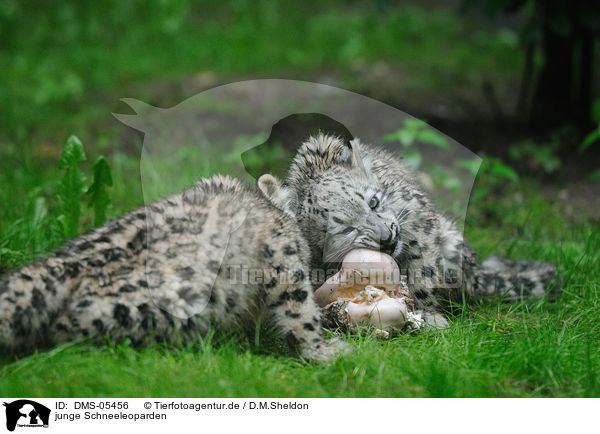 junge Schneeleoparden / young snow leopards / DMS-05456