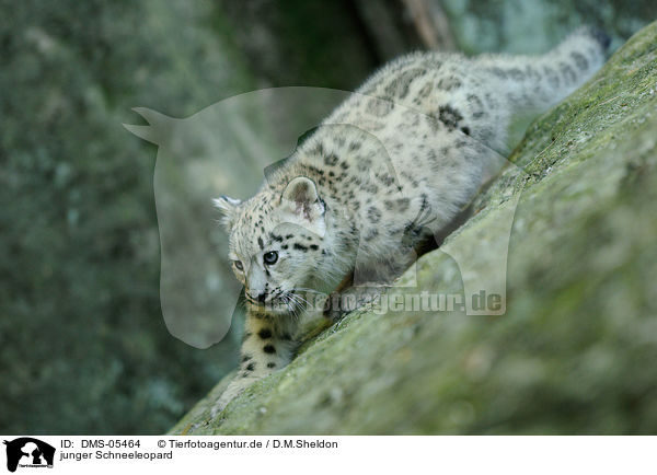 junger Schneeleopard / young snow leopard / DMS-05464