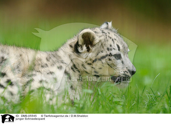 junger Schneeleopard / young snow leopard / DMS-05545