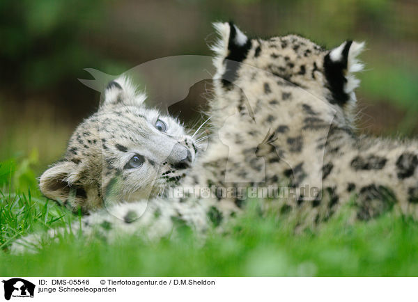 junge Schneeleoparden / young snow leopards / DMS-05546