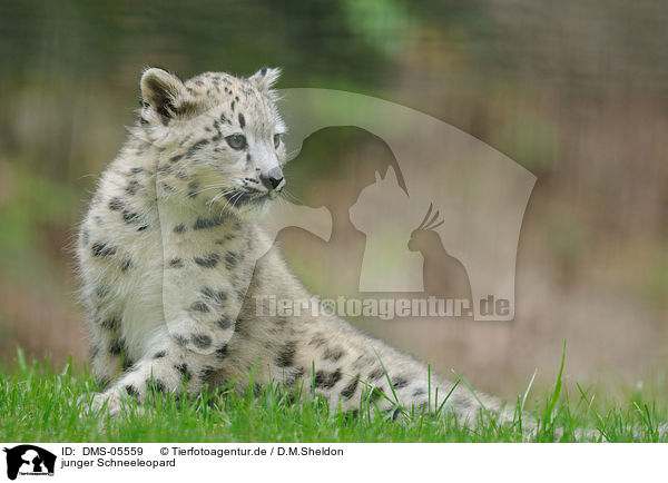 junger Schneeleopard / young snow leopard / DMS-05559