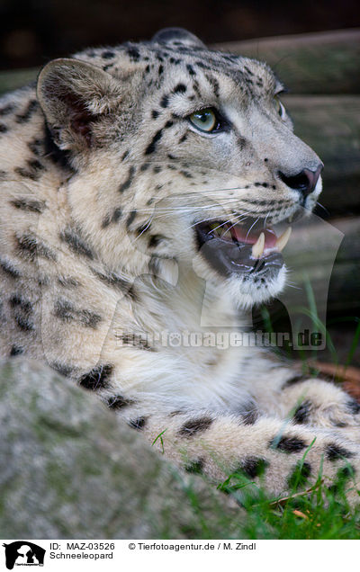 Schneeleopard / snow leopard / MAZ-03526