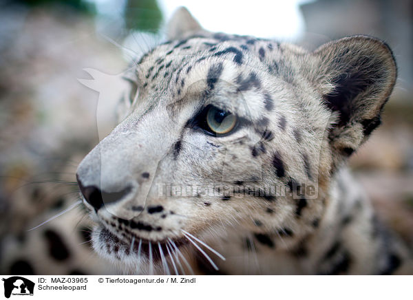 Schneeleopard / snow leopard / MAZ-03965