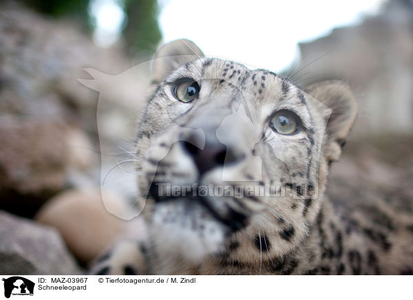 Schneeleopard / snow leopard / MAZ-03967
