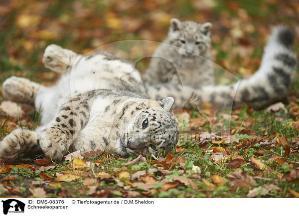 Schneeleoparden / snow leopards / DMS-08376
