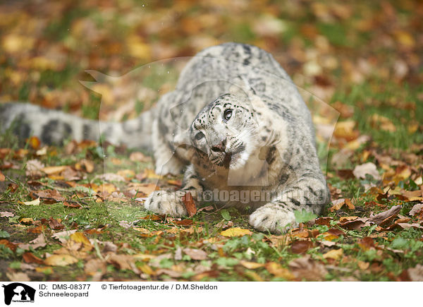 Schneeleopard / snow leopard / DMS-08377