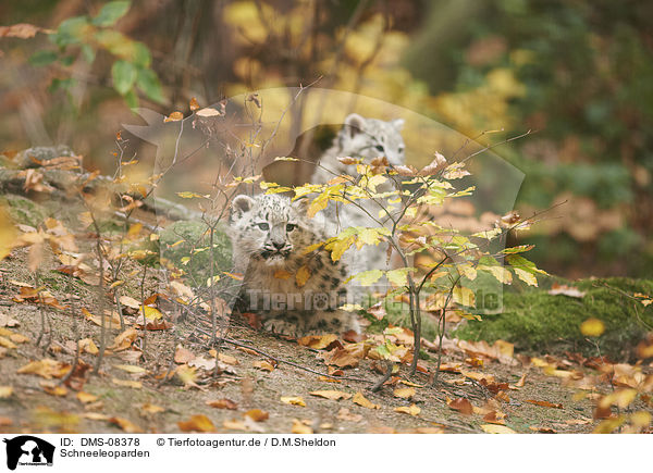 Schneeleoparden / snow leopards / DMS-08378