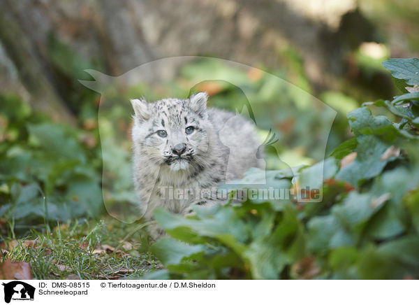 Schneeleopard / snow leopard / DMS-08515