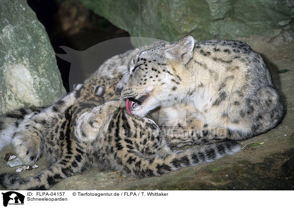 Schneeleoparden / snow leopards / FLPA-04157