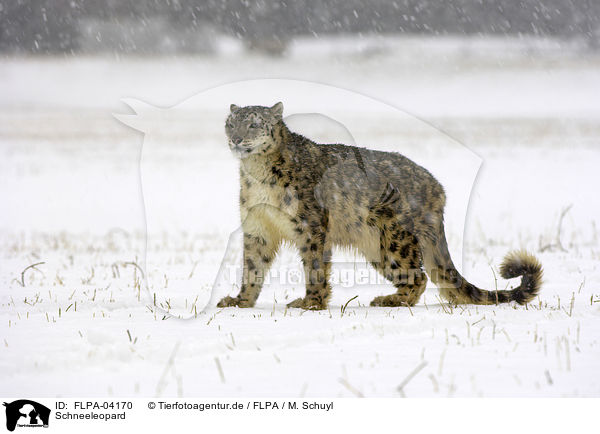 Schneeleopard / snow leopard / FLPA-04170