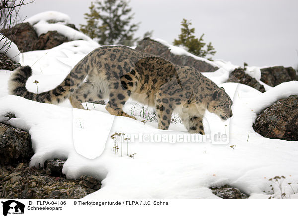 Schneeleopard / snow leopard / FLPA-04186