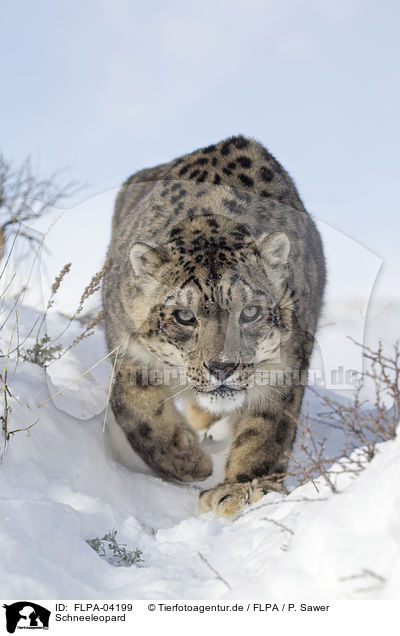 Schneeleopard / snow leopard / FLPA-04199