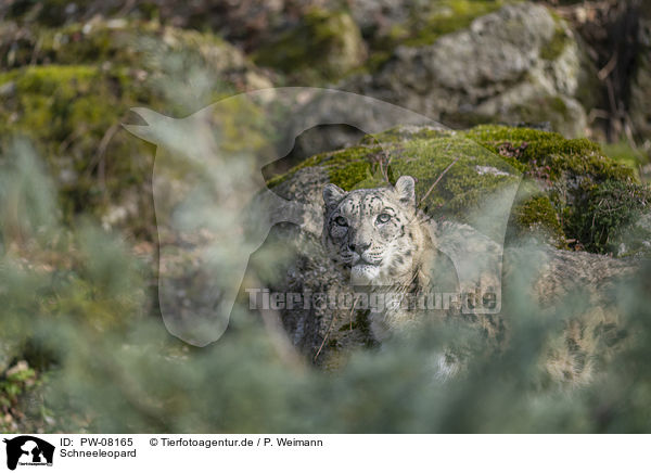 Schneeleopard / Snow Leopard / PW-08165