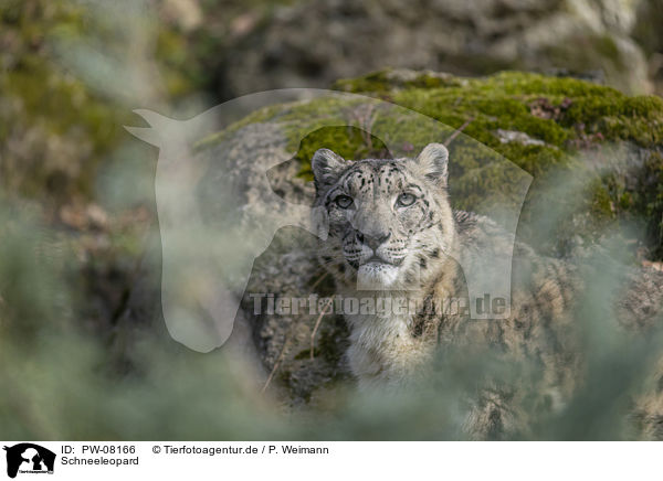 Schneeleopard / Snow Leopard / PW-08166