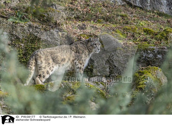 stehender Schneeleopard / standing Snow Leopard / PW-08177