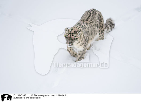 laufender Schneeleopard / walking Snow Leopard / IG-01481
