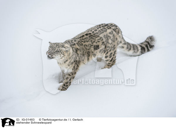 stehender Schneeleopard / standing Snow Leopard / IG-01483