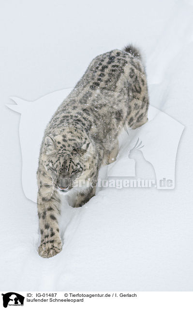 laufender Schneeleopard / walking Snow Leopard / IG-01487