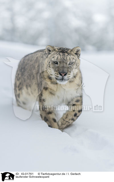 laufender Schneeleopard / walking Snow Leopard / IG-01761