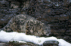Schneeleopard