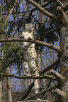 Schneeleopard auf einem Baum