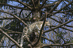 Schneeleopard auf einem Baum