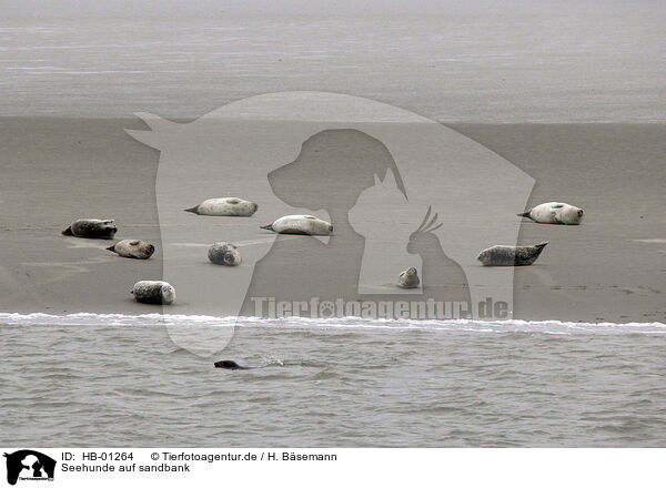 Seehunde auf sandbank / HB-01264