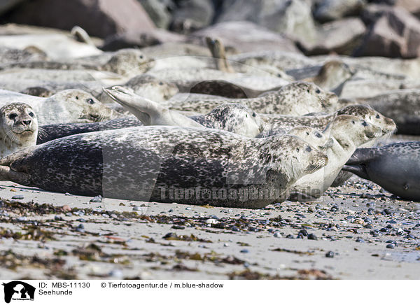Seehunde / Common Seals / MBS-11130