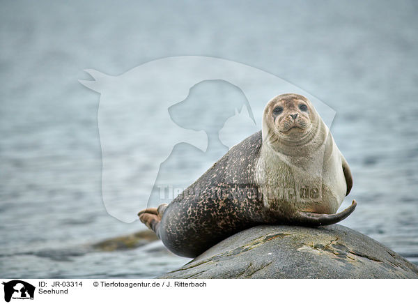 Seehund / harbor seal / JR-03314