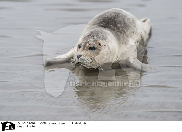 junger Seehund / young seal / IG-01699