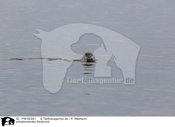 schwimmender Seehund / swimming Common Seal / PW-08381