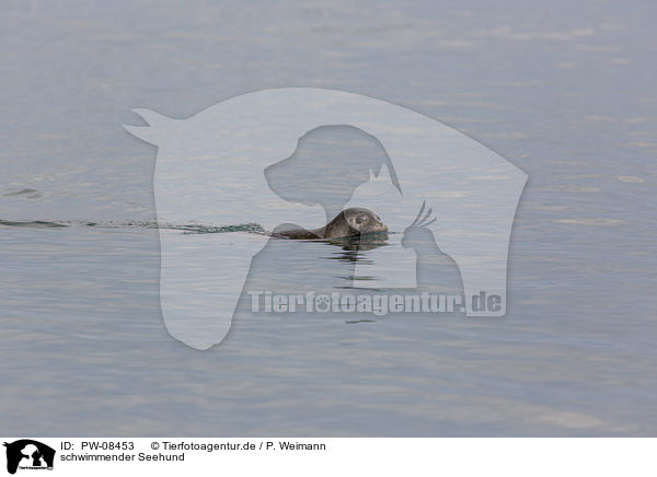 schwimmender Seehund / swimming Common Seal / PW-08453