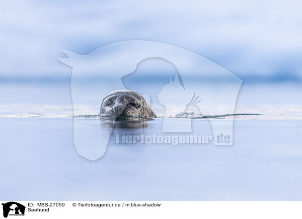 Seehund / harbor seal / MBS-27059