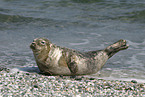 Seehund auf Helgoland