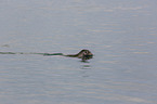schwimmender Seehund