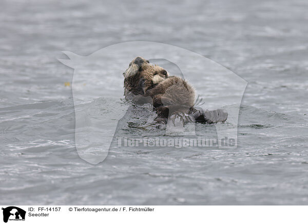 Seeotter / sea otter / FF-14157