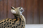 ausgewachsener Serval