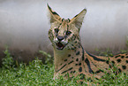 ausgewachsener Serval