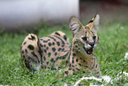 ausgewachsener Serval