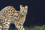 Serval