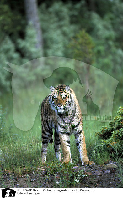 Sibirischer Tiger / PW-01029