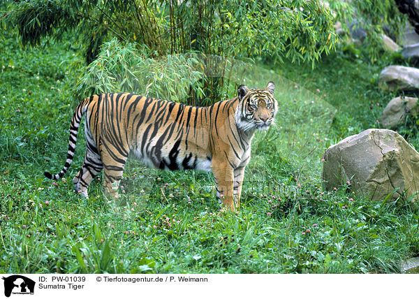 Sumatra Tiger / PW-01039
