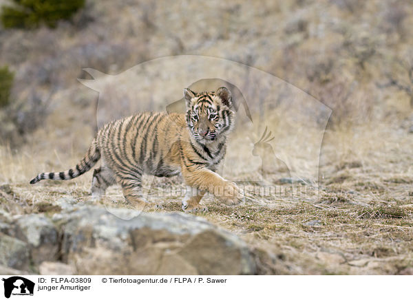 junger Amurtiger / young Siberian tiger / FLPA-03809
