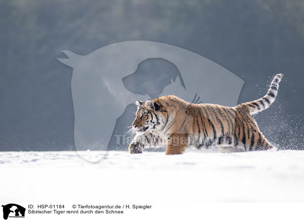Sibirischer Tiger rennt durch den Schnee / HSP-01184