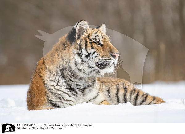 Sibirischer Tiger liegt im Schnee / HSP-01185