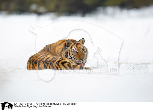 Sibirischer Tiger liegt im Schnee / HSP-01196