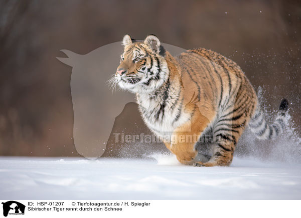 Sibirischer Tiger rennt durch den Schnee / HSP-01207